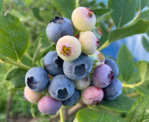 たわわなブルーベリー