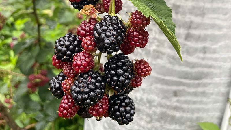 ブラックベリー画像